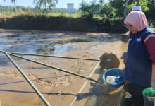Penyuluh Surade Jalan Swadaya, Demplot PM-AAS Ini Dipakai Uji Dorong Padi