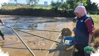 Penyuluh Surade Jalan Swadaya, Demplot PM-AAS Ini Dipakai Uji Dorong Padi