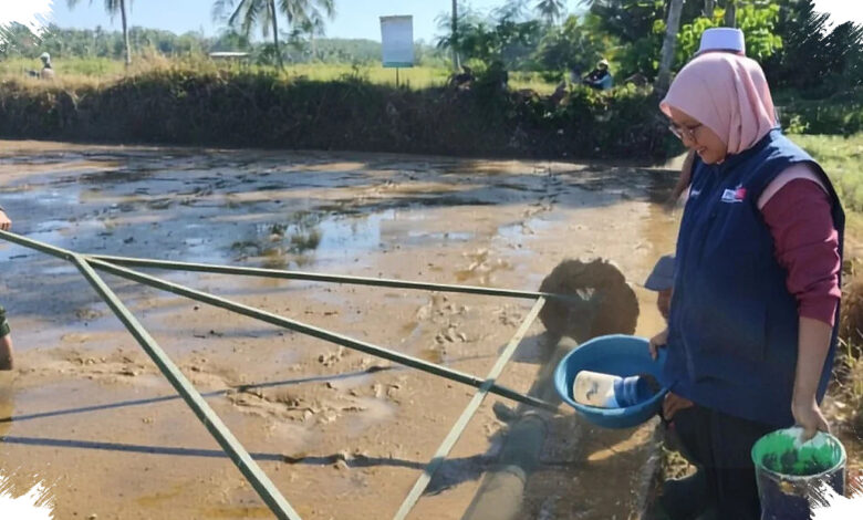 Penyuluh Surade Jalan Swadaya, Demplot PM-AAS Ini Dipakai Uji Dorong Padi