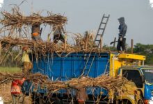 PTPN I Minta Transformasi BUMN Perkebunan Dipercepat, 5 Pilar Ini Jadi Kuncinya