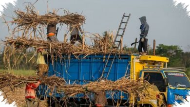 PTPN I Minta Transformasi BUMN Perkebunan Dipercepat, 5 Pilar Ini Jadi Kuncinya