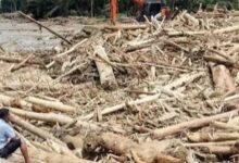 Penebangan Hutan Bikin Banjir Makin Sering, Risiko Naik Drastis di Wilayah Bersalju