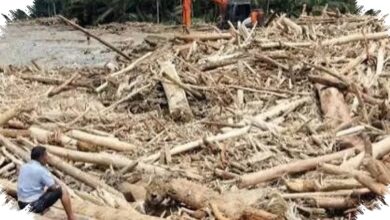 Penebangan Hutan Bikin Banjir Makin Sering, Risiko Naik Drastis di Wilayah Bersalju