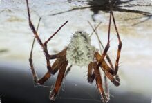 Laba-Laba Ini Menyamar Seperti Jamur Zombi, Strateginya Mengecoh Predator