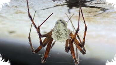 Laba-Laba Ini Menyamar Seperti Jamur Zombi, Strateginya Mengecoh Predator