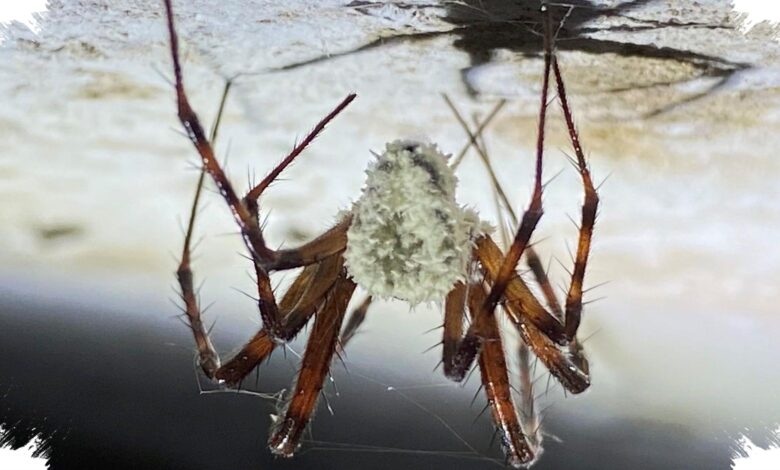 Laba-Laba Ini Menyamar Seperti Jamur Zombi, Strateginya Mengecoh Predator