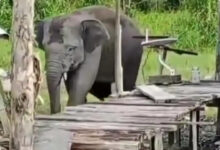 Gajah Liar Masuk Permukiman Lampung, Akar Konfliknya Ternyata Lebih Rumit