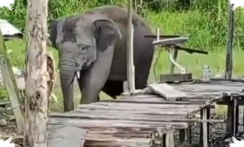 Gajah Liar Masuk Permukiman Lampung, Akar Konfliknya Ternyata Lebih Rumit