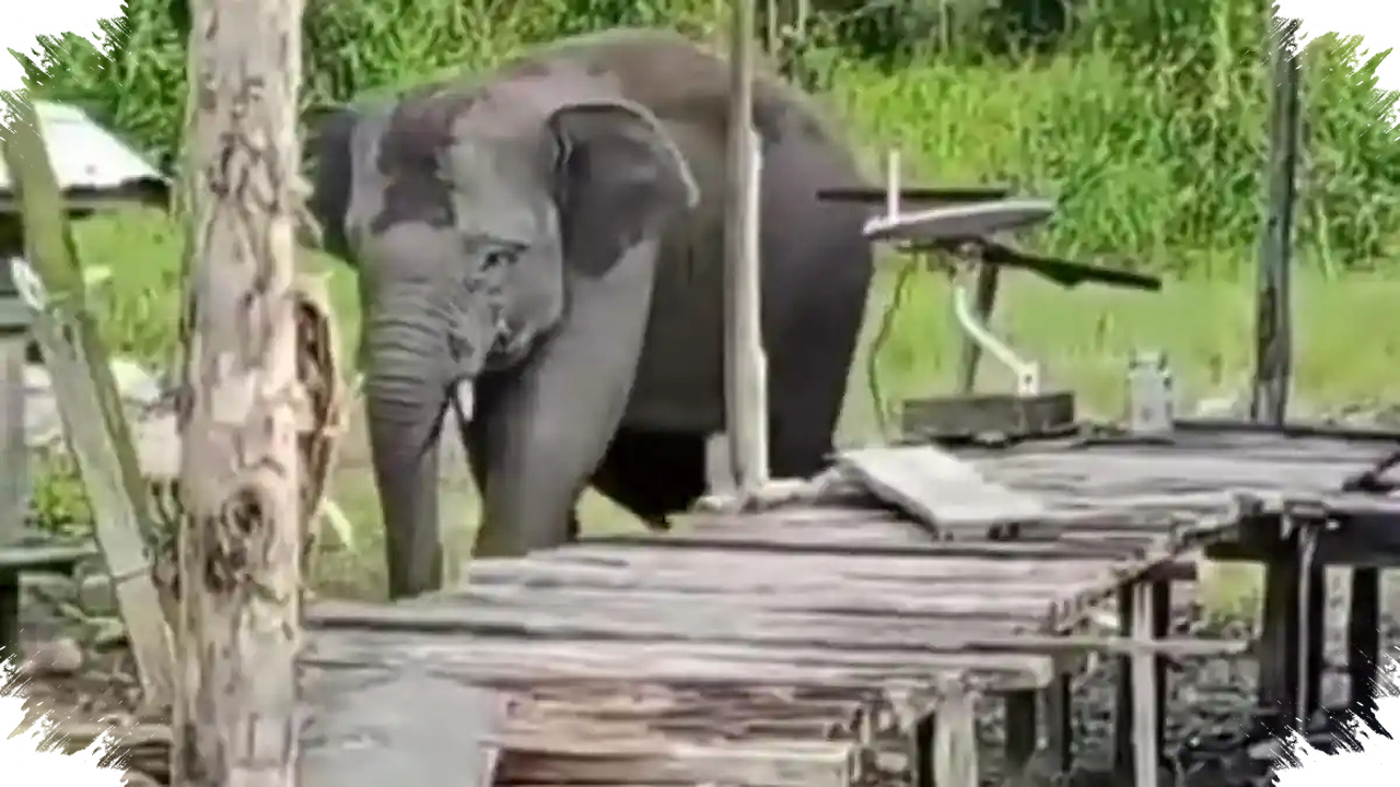 Gajah Liar Masuk Permukiman Lampung, Akar Konfliknya Ternyata Lebih Rumit