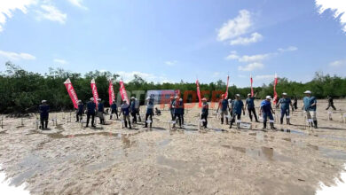 Honda Babel Tanam 500 Mangrove di Belitung, Pesan Kuat di Tengah Ancaman Abrasi