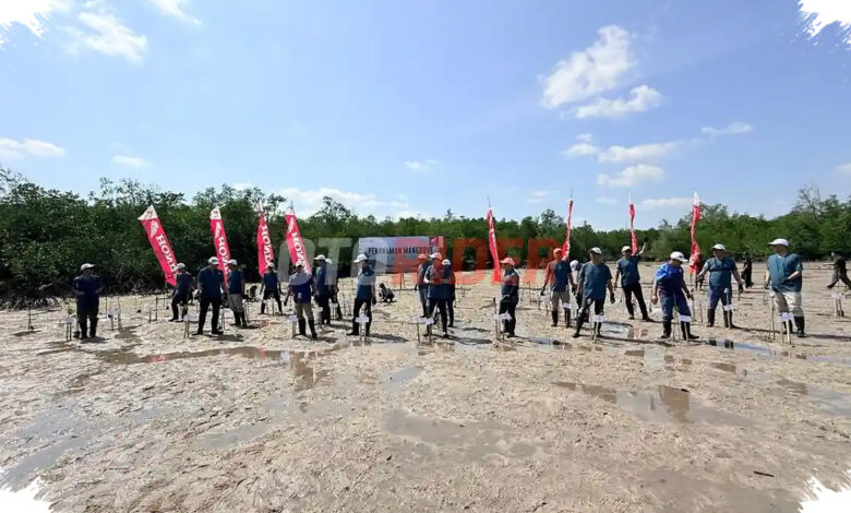 Honda Babel Tanam 500 Mangrove di Belitung, Pesan Kuat di Tengah Ancaman Abrasi
