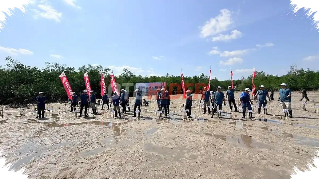 Honda Babel Tanam 500 Mangrove di Belitung, Pesan Kuat di Tengah Ancaman Abrasi