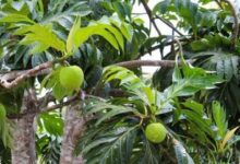 Sukun Disebut Superfood Lokal, Gizi Tinggi dan Tahan di Tengah Krisis Iklim