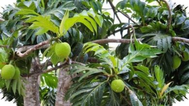 Sukun Disebut Superfood Lokal, Gizi Tinggi dan Tahan di Tengah Krisis Iklim