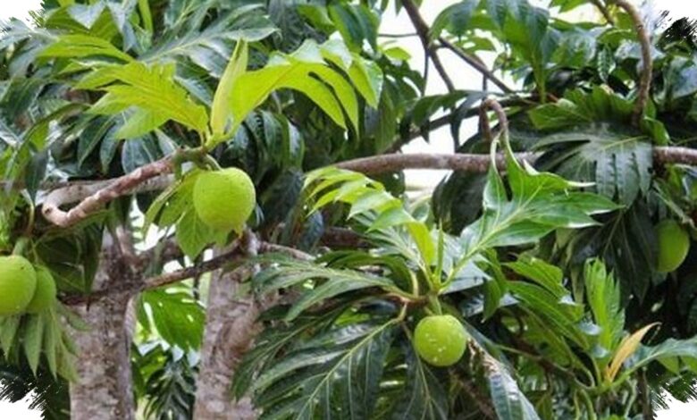Sukun Disebut Superfood Lokal, Gizi Tinggi dan Tahan di Tengah Krisis Iklim