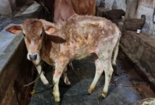 LPS Bukan Cuma Prion, Temuan Baru Ini Ubah Cara Pandang Soal Penyakit Sapi Gila