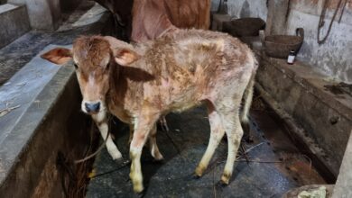 LPS Bukan Cuma Prion, Temuan Baru Ini Ubah Cara Pandang Soal Penyakit Sapi Gila
