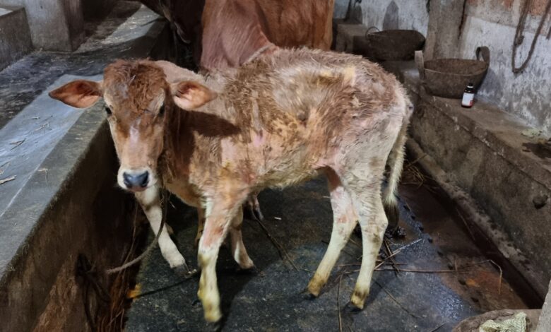 LPS Bukan Cuma Prion, Temuan Baru Ini Ubah Cara Pandang Soal Penyakit Sapi Gila