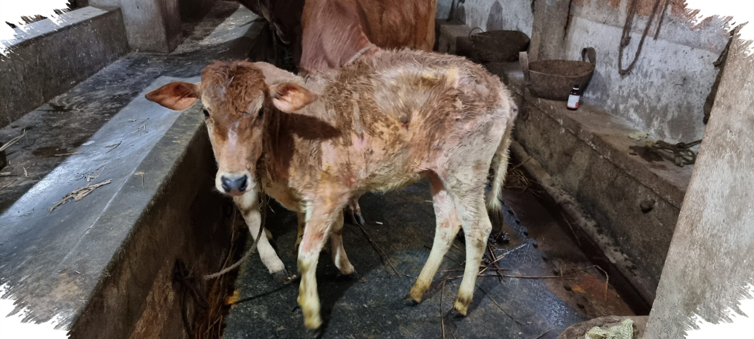 LPS Bukan Cuma Prion, Temuan Baru Ini Ubah Cara Pandang Soal Penyakit Sapi Gila