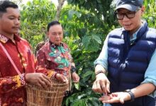 PHC Lampung Bikin Kopi Berbuah Lebih Cepat, Hasil Uji Hanakau Curi Perhatian