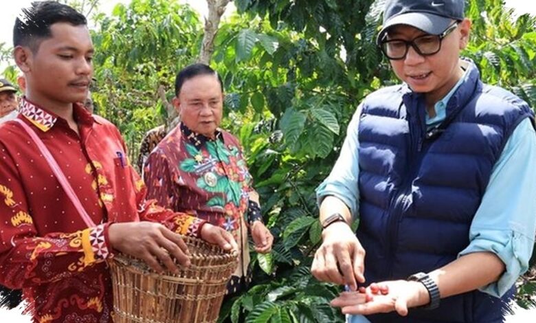 PHC Lampung Bikin Kopi Berbuah Lebih Cepat, Hasil Uji Hanakau Curi Perhatian