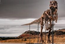Fosil T. Rex Gus Diburu Miliarder, Lelangnya Bisa Tembus Puluhan Juta Dolar