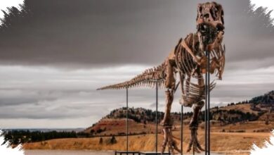 Fosil T. Rex Gus Diburu Miliarder, Lelangnya Bisa Tembus Puluhan Juta Dolar