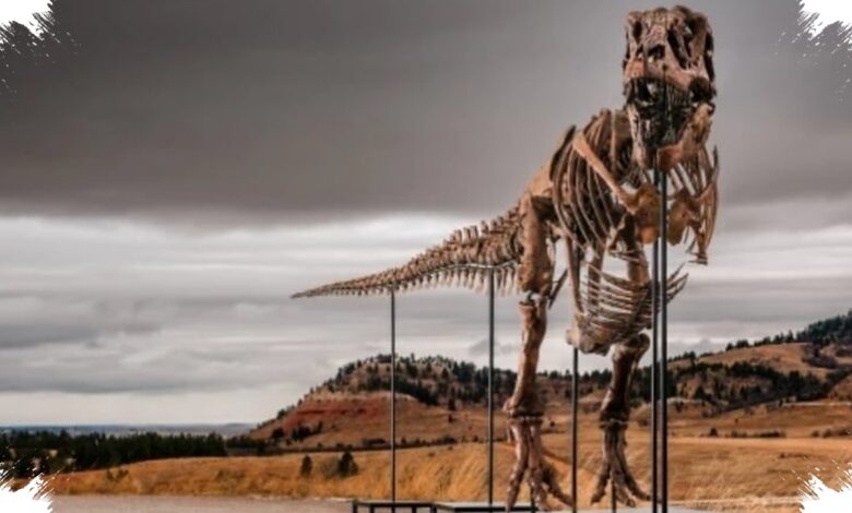Fosil T. Rex Gus Diburu Miliarder, Lelangnya Bisa Tembus Puluhan Juta Dolar