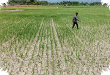 Puluhan Hektare Sawah di Pidie Terancam Puso, Kekeringan Kian Menekan Petani