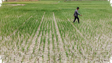 Puluhan Hektare Sawah di Pidie Terancam Puso, Kekeringan Kian Menekan Petani
