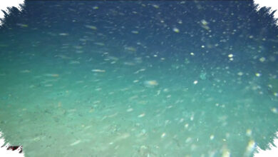 LASSIE Ungkap 60 Juta Sarang Ikan di Antartika, Koloni Raksasa Ini Ternyata Stabil