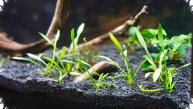 Substrat dan Hardscape Aquascape Bisa Aman atau Jadi Masalah, Ini Material yang Dipilih