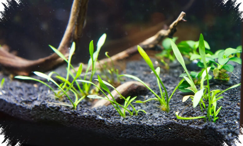 Substrat dan Hardscape Aquascape Bisa Aman atau Jadi Masalah, Ini Material yang Dipilih
