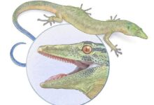 Fosil Rahang 9 Milimeter Ini Mengubah Cara Ilmuwan Membaca Evolusi Reptil Purba