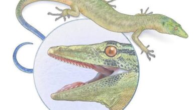 Fosil Rahang 9 Milimeter Ini Mengubah Cara Ilmuwan Membaca Evolusi Reptil Purba