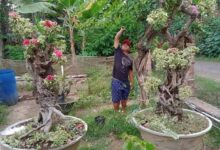 Teknik Bikin Bonsai Bugenvil Singapore Cepat Rimbun, Dari Ground Sampai Panen Bunga