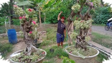 Teknik Bikin Bonsai Bugenvil Singapore Cepat Rimbun, Dari Ground Sampai Panen Bunga
