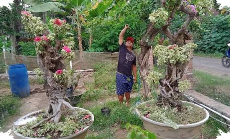 Teknik Bikin Bonsai Bugenvil Singapore Cepat Rimbun, Dari Ground Sampai Panen Bunga