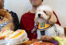 Hong Kong Longgarkan Aturan, Restoran Kini Bisa Sambut Anjing Pelanggan