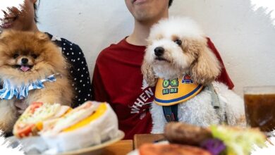 Hong Kong Longgarkan Aturan, Restoran Kini Bisa Sambut Anjing Pelanggan