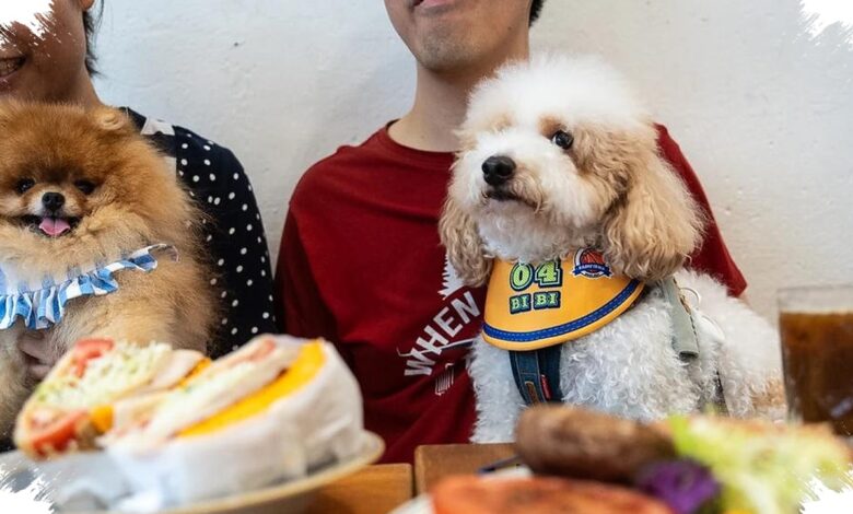 Hong Kong Longgarkan Aturan, Restoran Kini Bisa Sambut Anjing Pelanggan