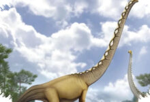 Uragasaurus dari Tailan Buka Petunjuk Baru, Jejak Dinosaurus Berleher Panjang Makin Jelas