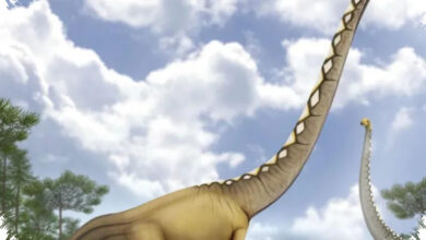 Uragasaurus dari Tailan Buka Petunjuk Baru, Jejak Dinosaurus Berleher Panjang Makin Jelas