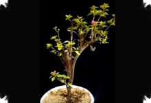Bonsai Bugenvil Singapore Tembus Rp17 Juta, Dibentuk Selama 6 Tahun