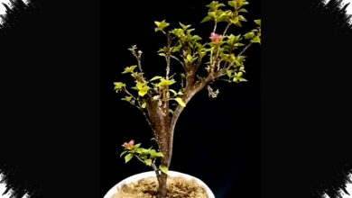Bonsai Bugenvil Singapore Tembus Rp17 Juta, Dibentuk Selama 6 Tahun
