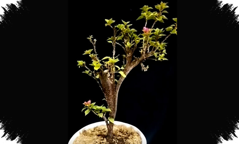Bonsai Bugenvil Singapore Tembus Rp17 Juta, Dibentuk Selama 6 Tahun