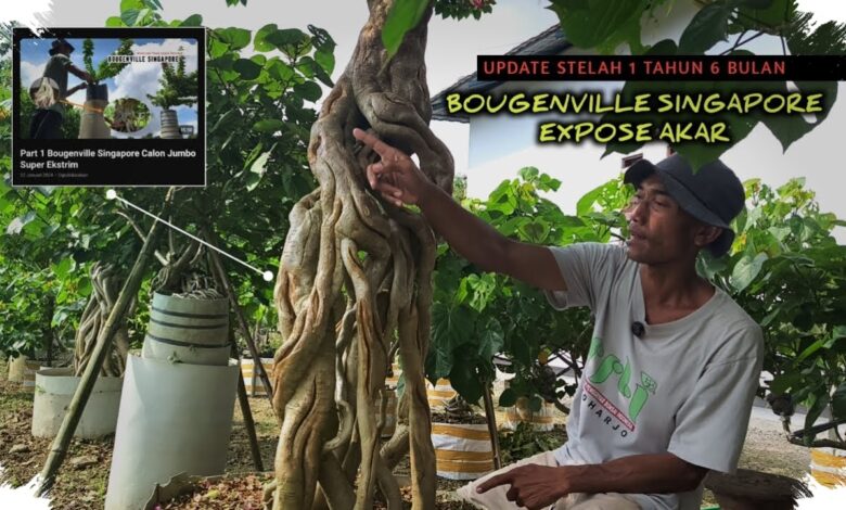 Bugenvil Singapore Cepat Rimbun Justru Saat Tidak Dipaksa Dibentuk