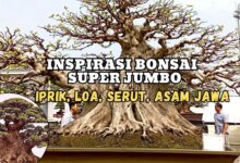 Kimeng Jumbo di Gianyar, Batangnya Besar dan Karakternya Bikin Kagum