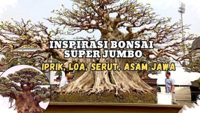 Kimeng Jumbo di Gianyar, Batangnya Besar dan Karakternya Bikin Kagum
