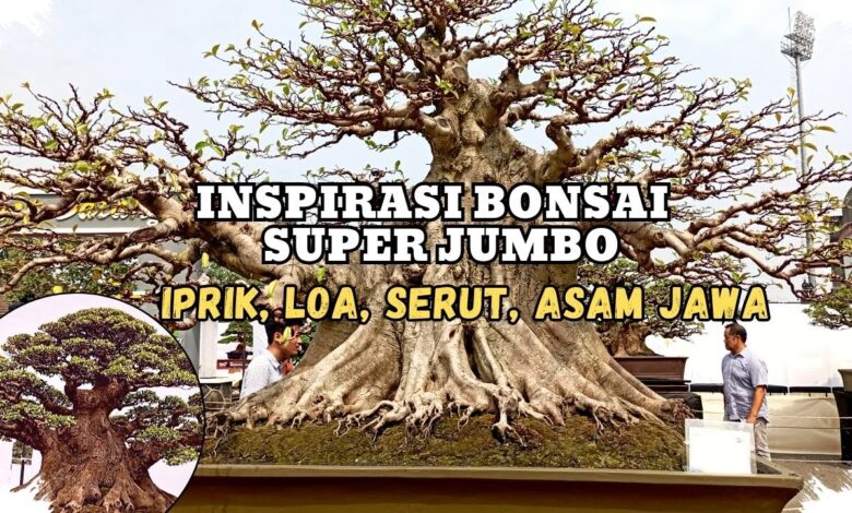 Kimeng Jumbo di Gianyar, Batangnya Besar dan Karakternya Bikin Kagum